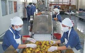 Ingeniería en Alimentos